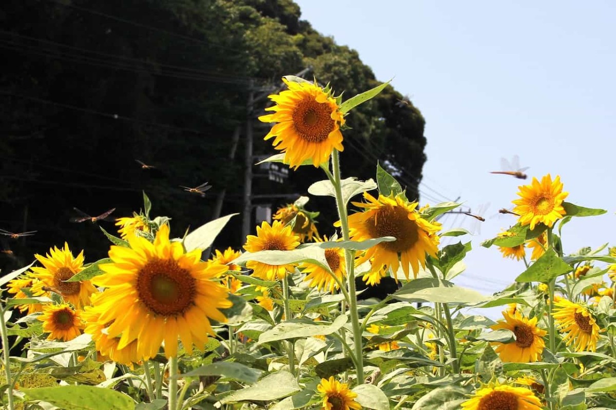 島根県松江市浜佐田町のフラワースポット『よつばひまわり園』の風景
