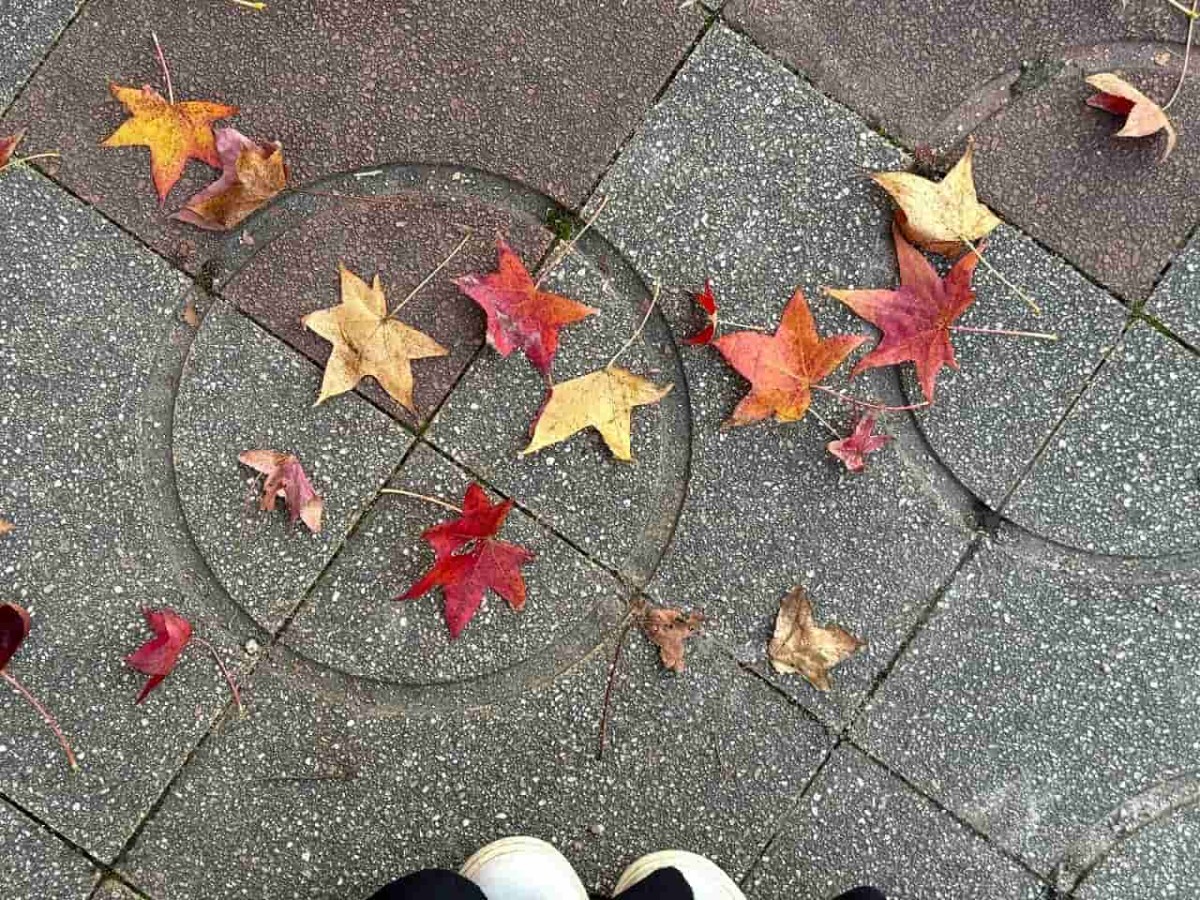 鳥取県米子市にある『湊山公園』の紅葉の様子