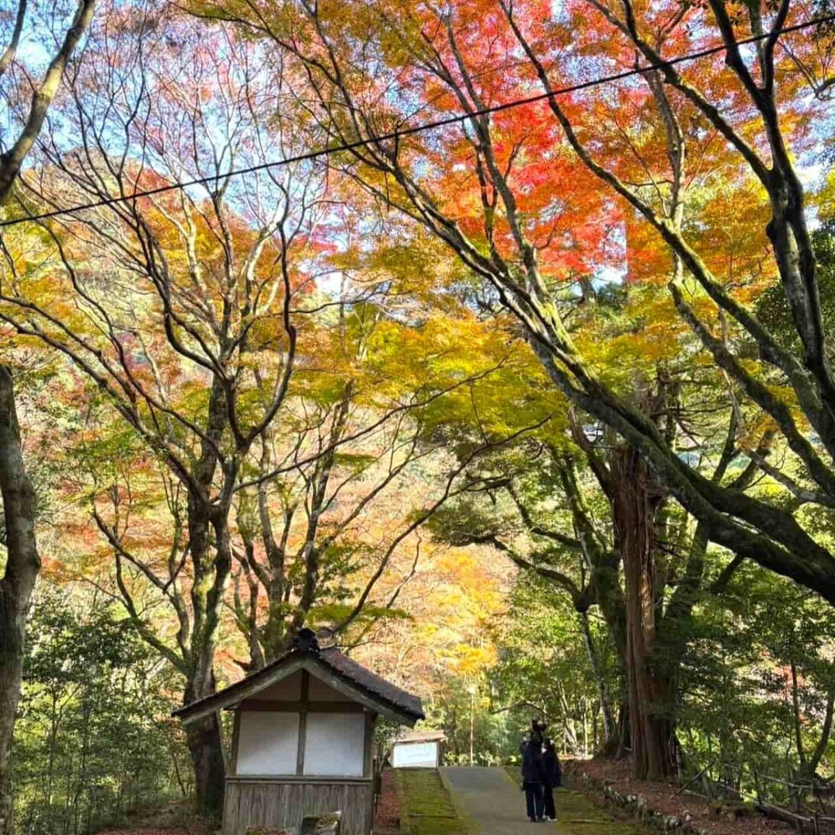 島根県出雲市にある『鰐淵寺』の紅葉