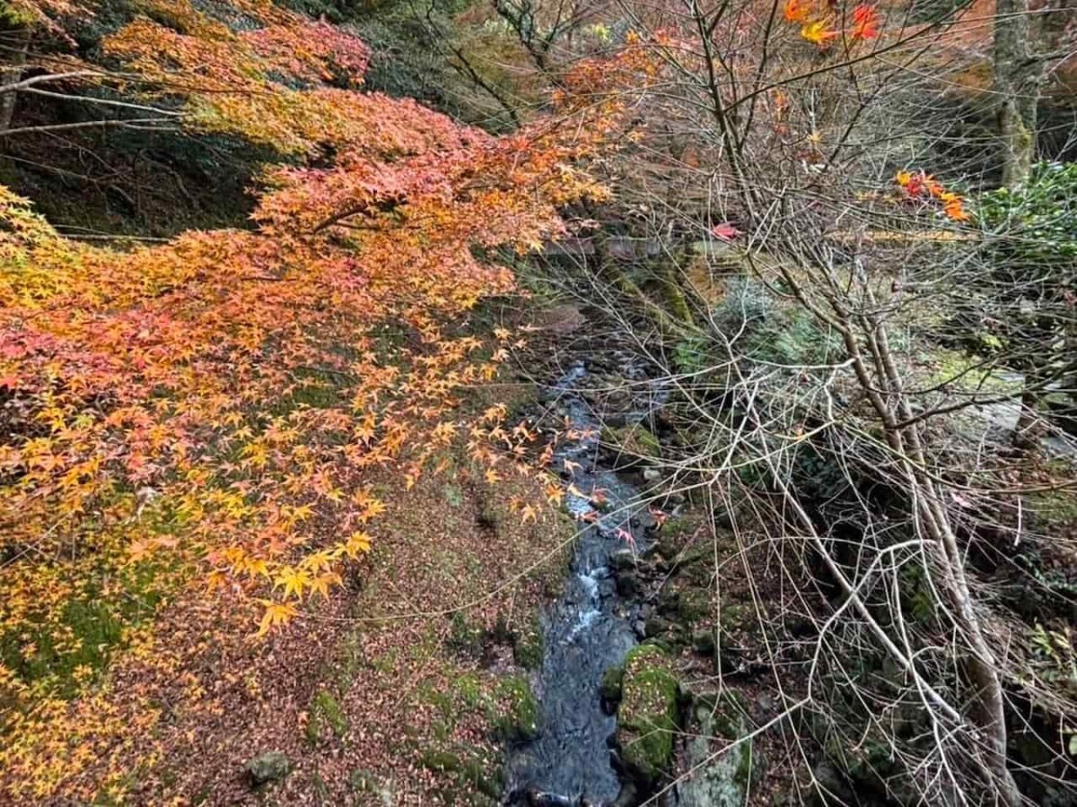 島根県出雲市にある『鰐淵寺』の紅葉