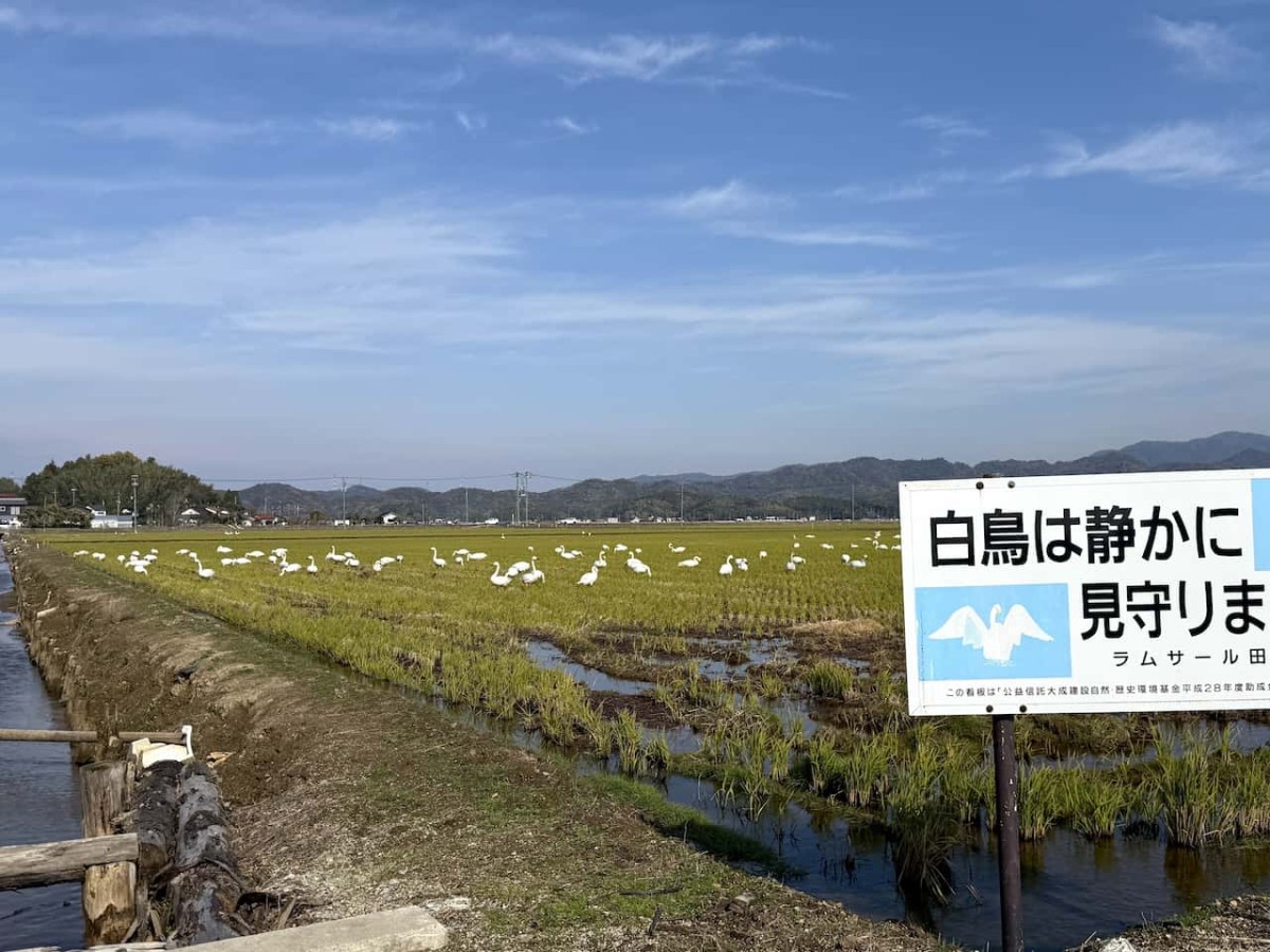 島根県松江市で見つけたハクチョウ
