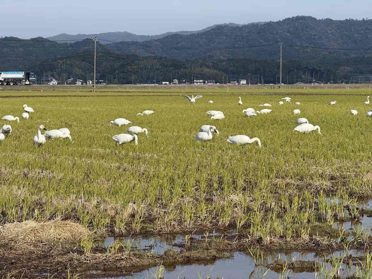 島根県松江市で見つけたハクチョウ