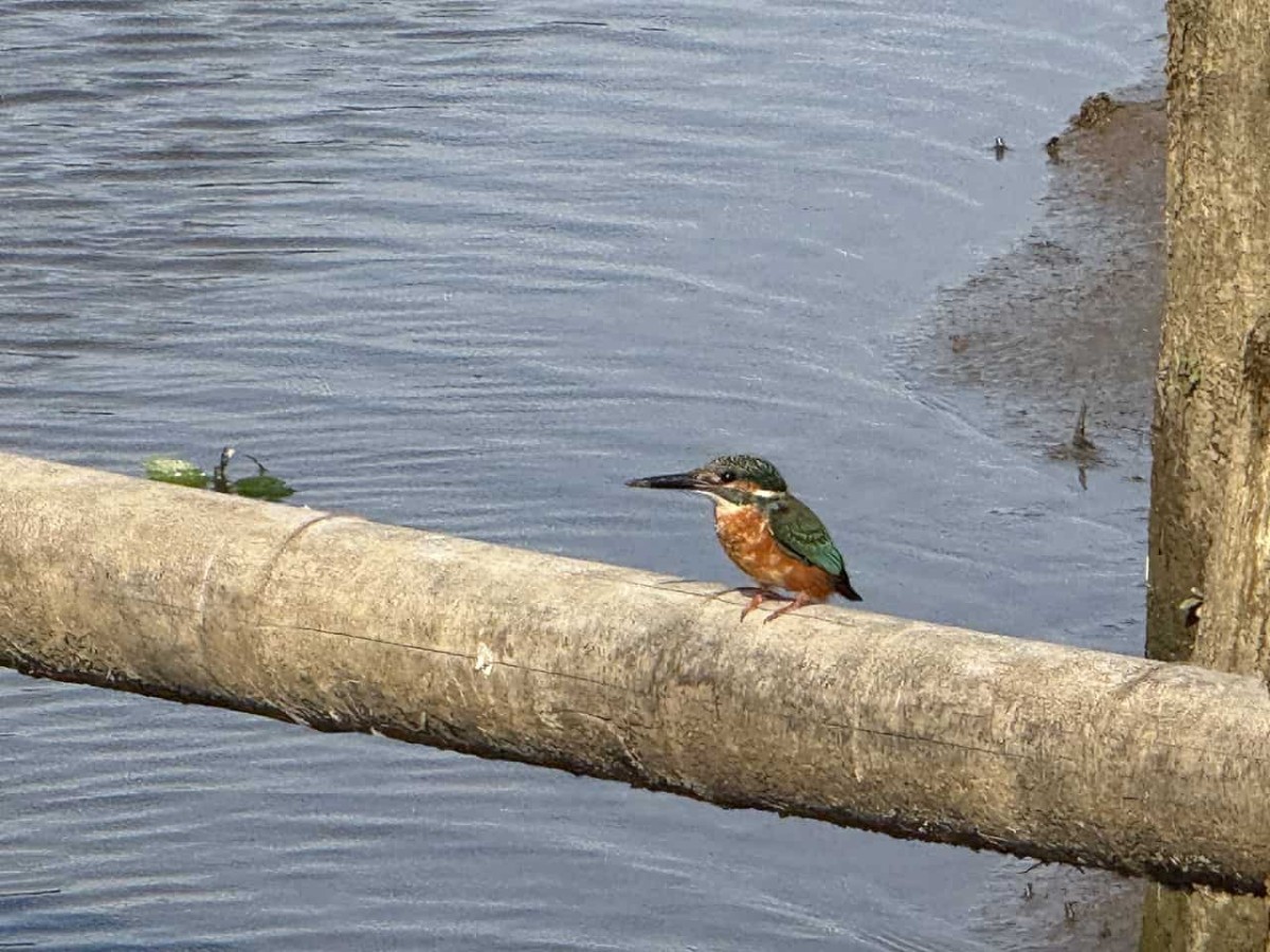 島根県松江市で見つけたカワセミ