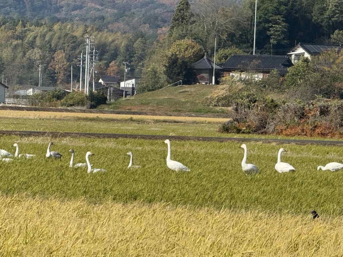 島根県松江市で見つけたハクチョウ