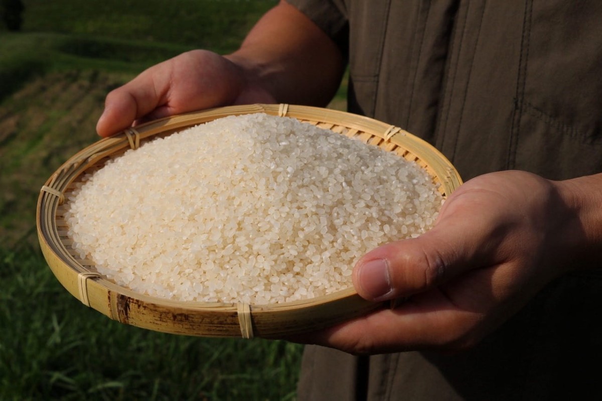 島根県安来市広瀬町でつくった「御幣田米」