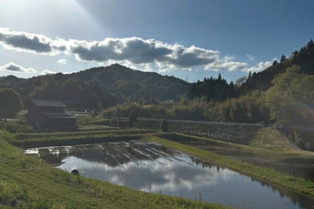 島根県安来市広瀬町で「御幣田米」を作る田んぼ
