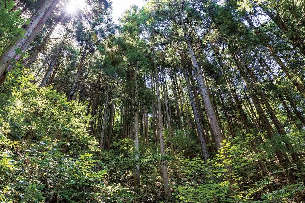 松江市「日新林業株式会社」の自社林