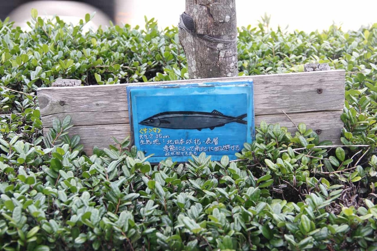 鳥取県境港市にある「おさかなロード」にある魚の絵