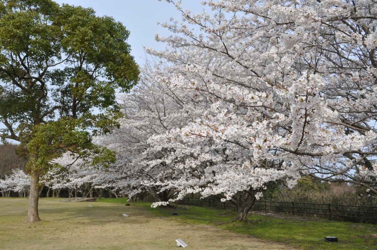鳥取県西伯郡大山町にある『鳥取県立むきばんだ史跡公園』の桜の様子