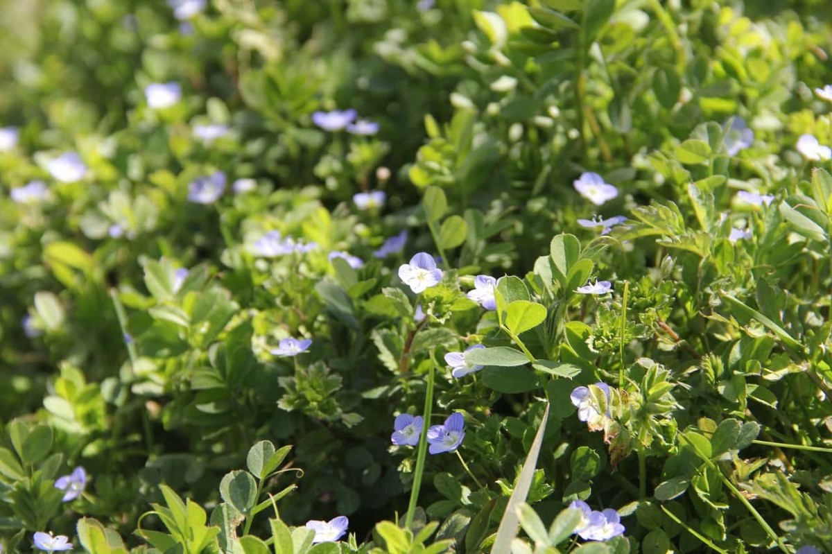 島根県松江市八束町にある『大根島千本桜花海道』の足元で見つけたお花
