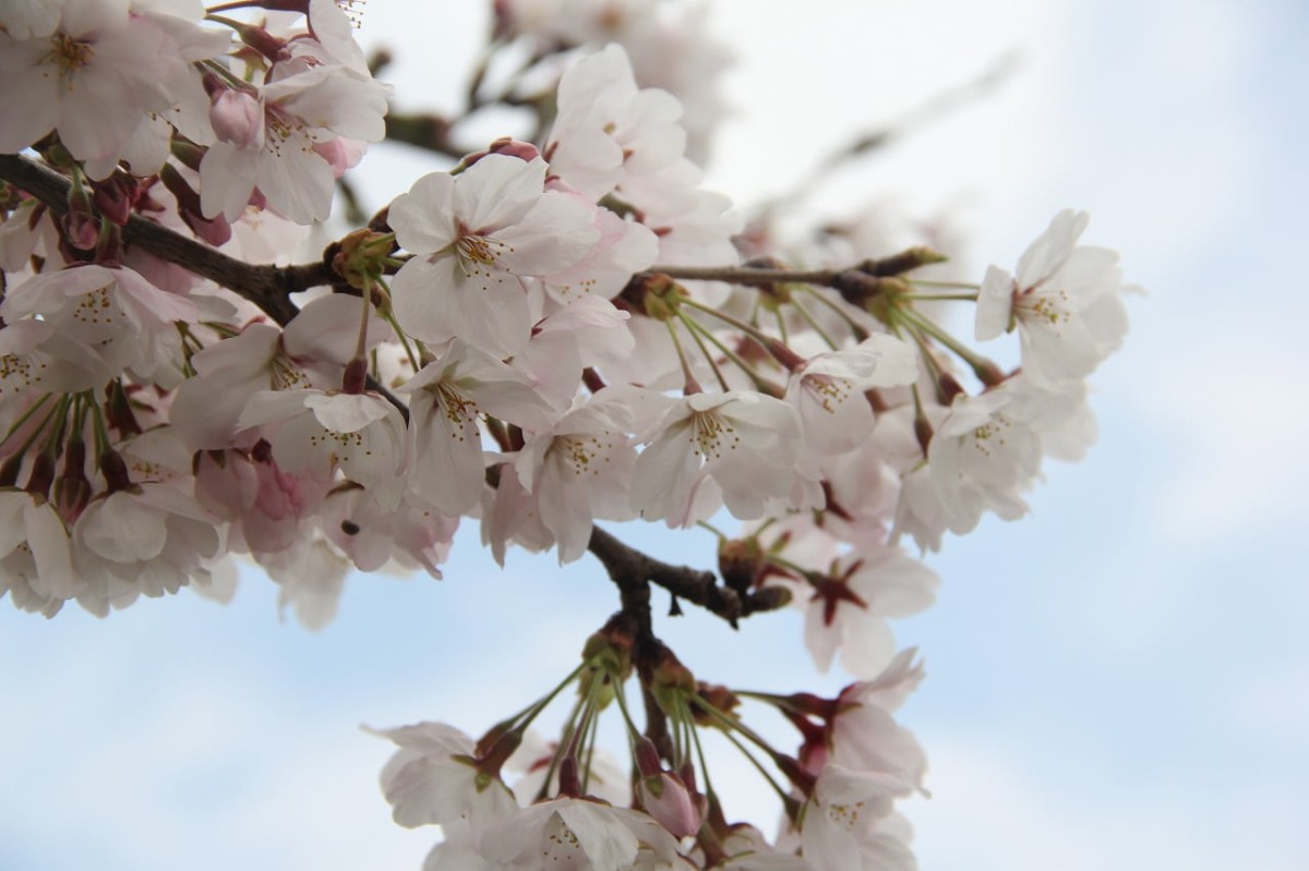 島根県出雲市斐川町にある五右衛門川沿いに咲く桜