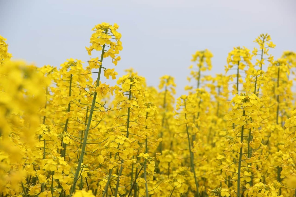 島根県出雲市斐川町にある菜の花畑で咲く菜の花