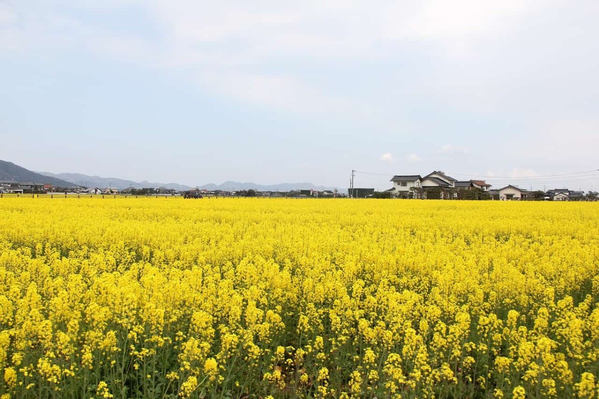 島根県出雲市斐川町にある菜の花畑