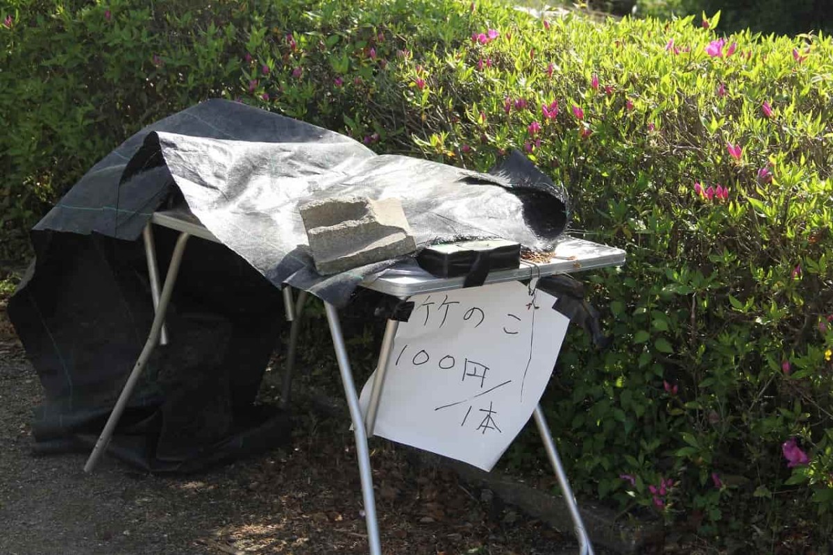 島根県安来市にある『古代出雲王陵の丘』の階段下にあったタケノコ