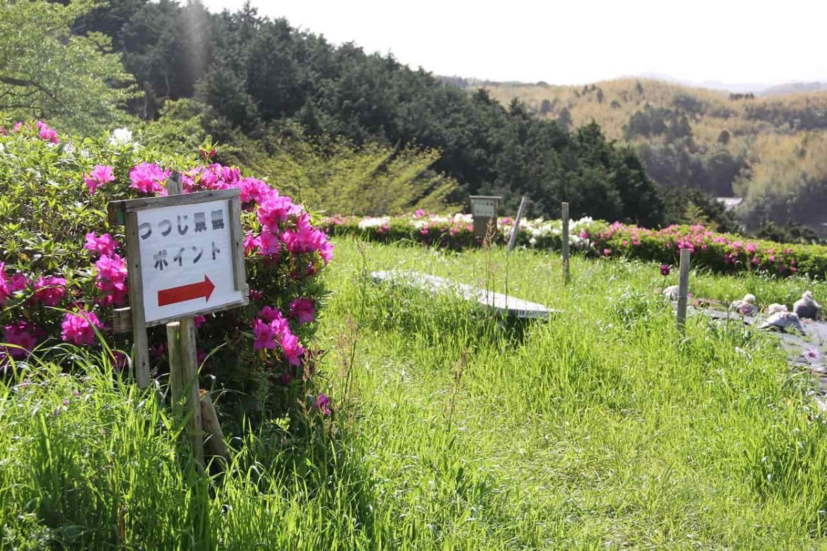 島根県安来市にある『古代出雲王陵の丘』のツツジの景観ポイントへの案内看板