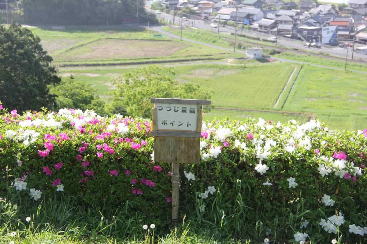 島根県安来市にある『古代出雲王陵の丘』からみるツツジ