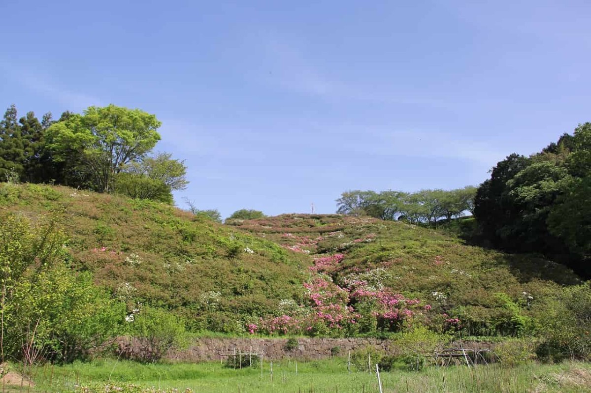 島根県安来市にある『古代出雲王陵の丘』のツツジ