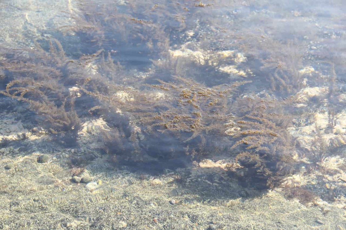 島根県松江市にある桂島で見つけた海藻
