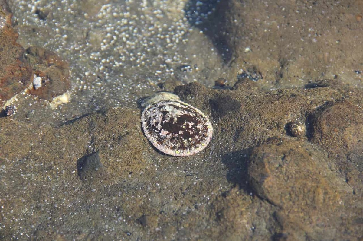 島根県松江市にある桂島の磯で見つけた貝