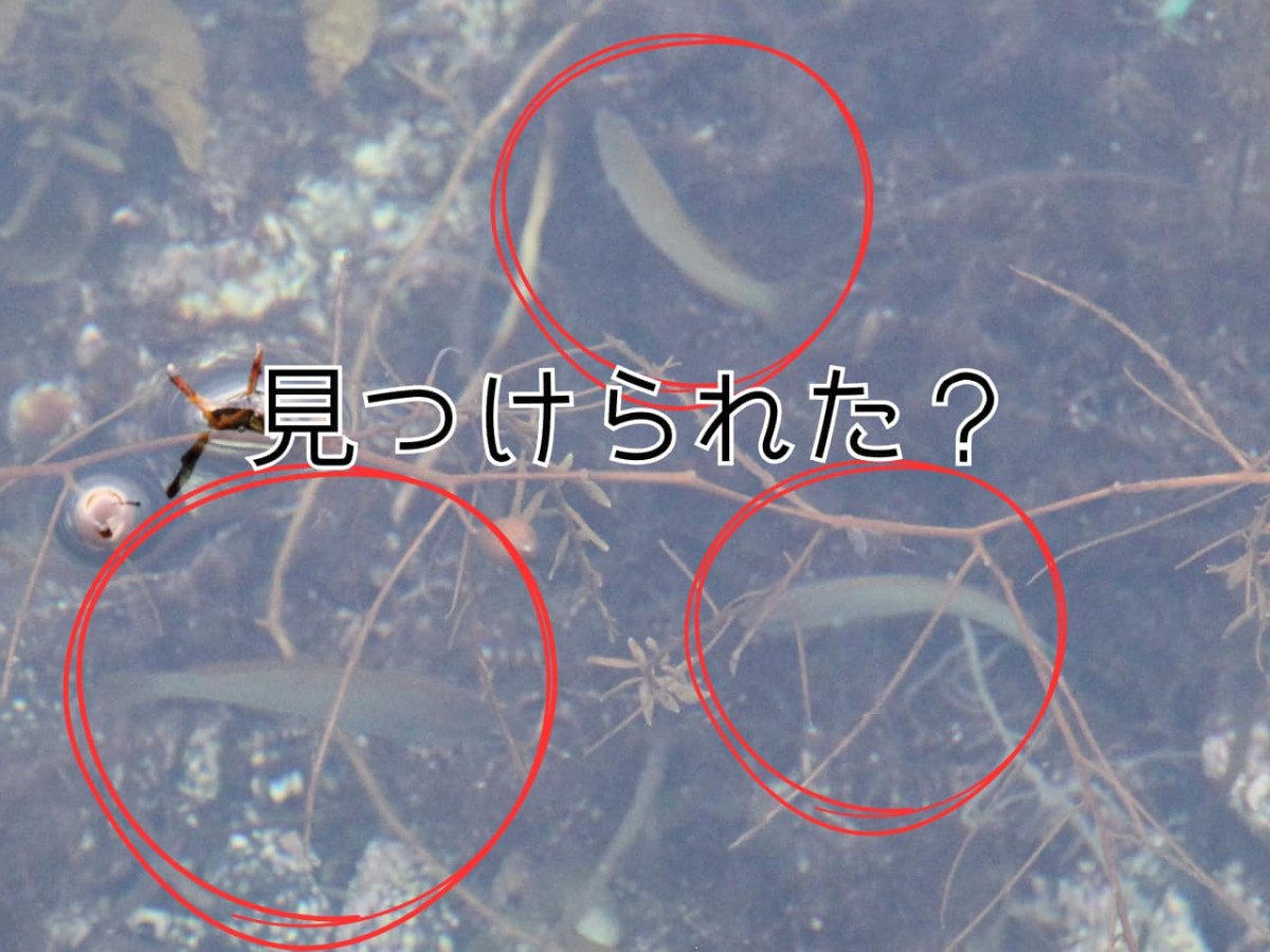 島根県松江市にある桂島で見つけた小魚