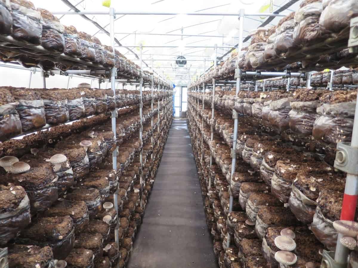 島根県出雲市にある『もっちゃんFARM』のハウス内