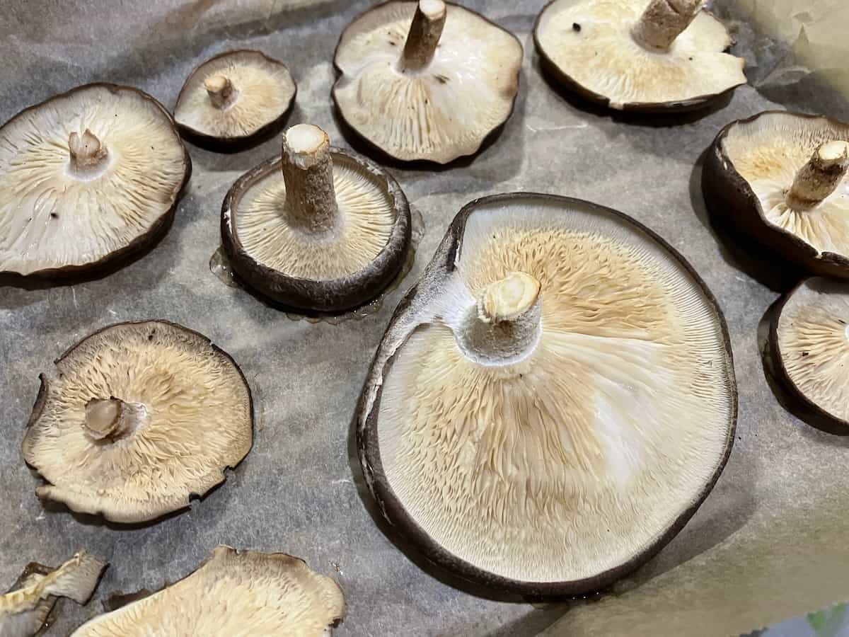 島根県出雲市にある『もっちゃんFARM』のしいたけ