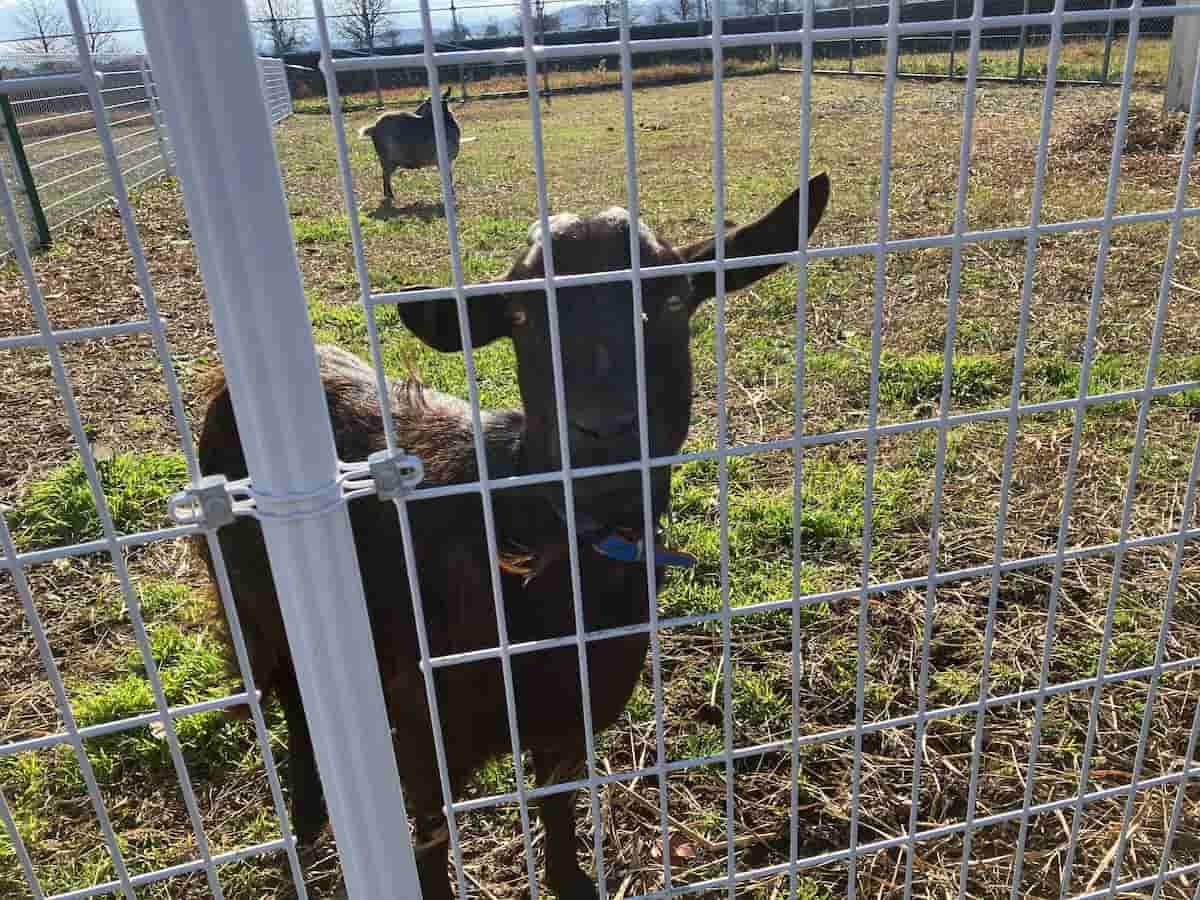 鳥取県米子市『とっとり自然環境館』にいるヤギさん