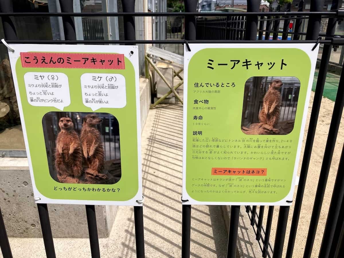 鳥取県鳥取市にある『真教寺公園』にいるミーアキャット