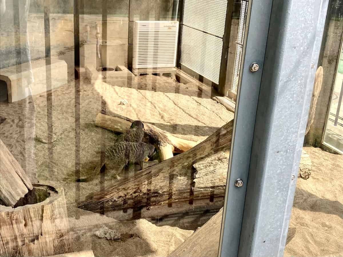 鳥取県鳥取市にある『真教寺公園』にいるミーアキャット