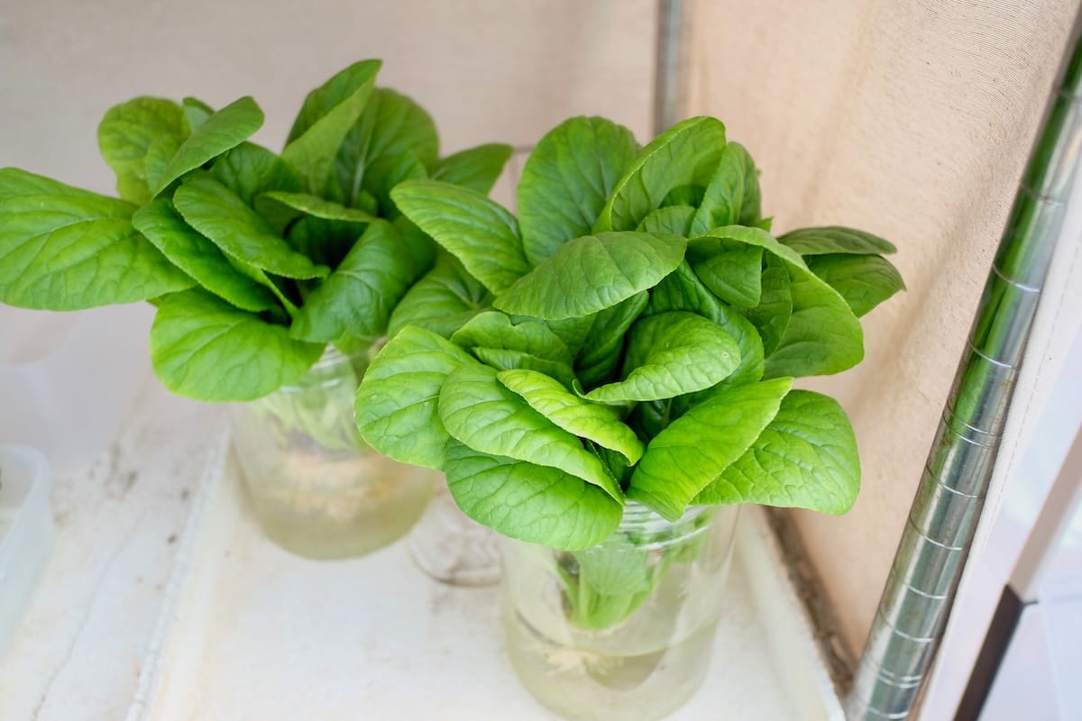 鳥取県境港市芝町にある野菜直売所の「小松菜」