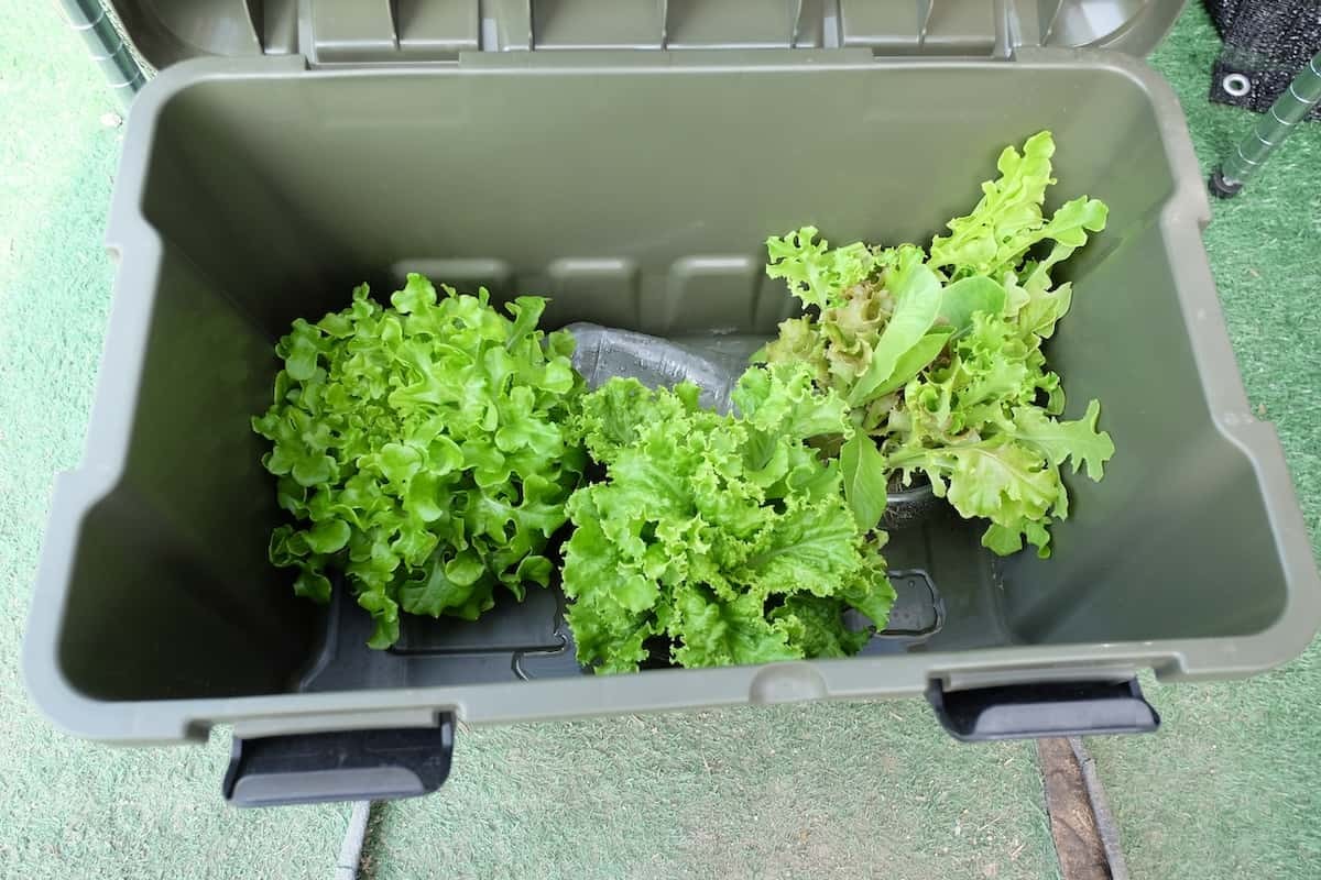 鳥取県境港市芝町にある野菜直売所の「レタス」