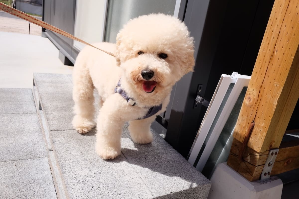 鳥取県米子市にある『明石焼きコテコテ』の看板犬