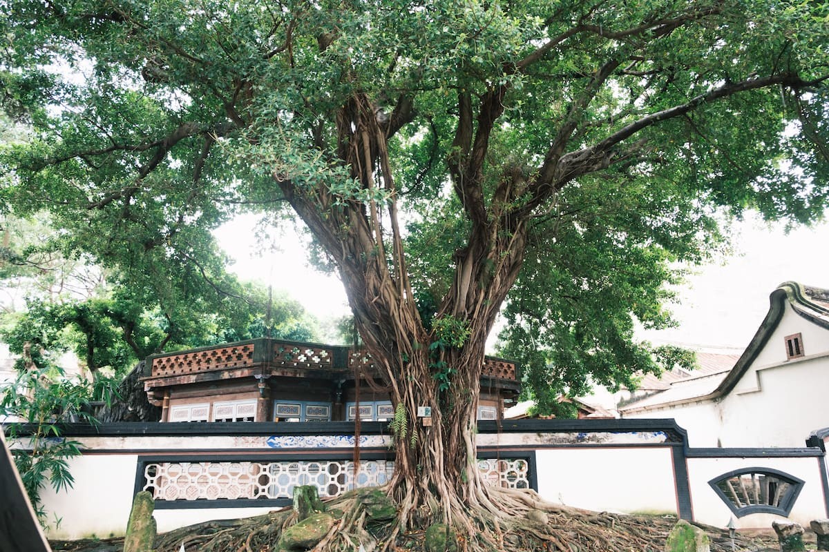 台湾の庭園『林本源園邸』内にあるガジュマルの木