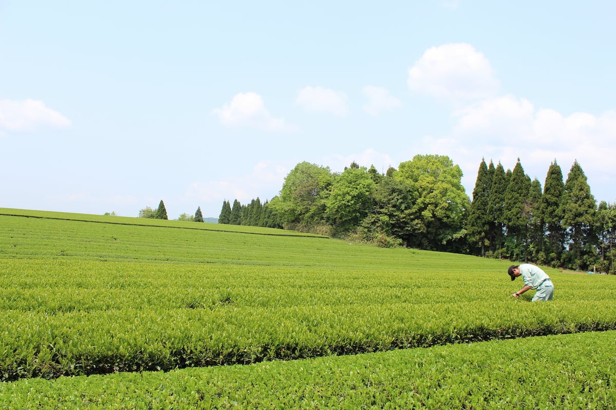 島根県松江市のお茶屋『宝箱』のお茶摘み風景