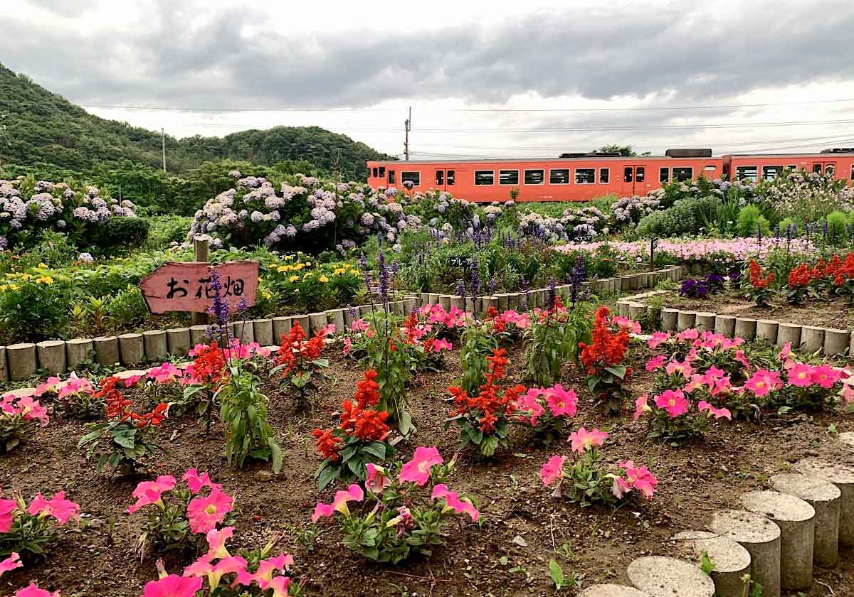 鳥取市「あじさい公園」のあじさいと電車