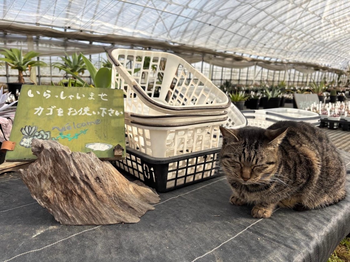 出雲市平田町の『飯塚農園』の猫