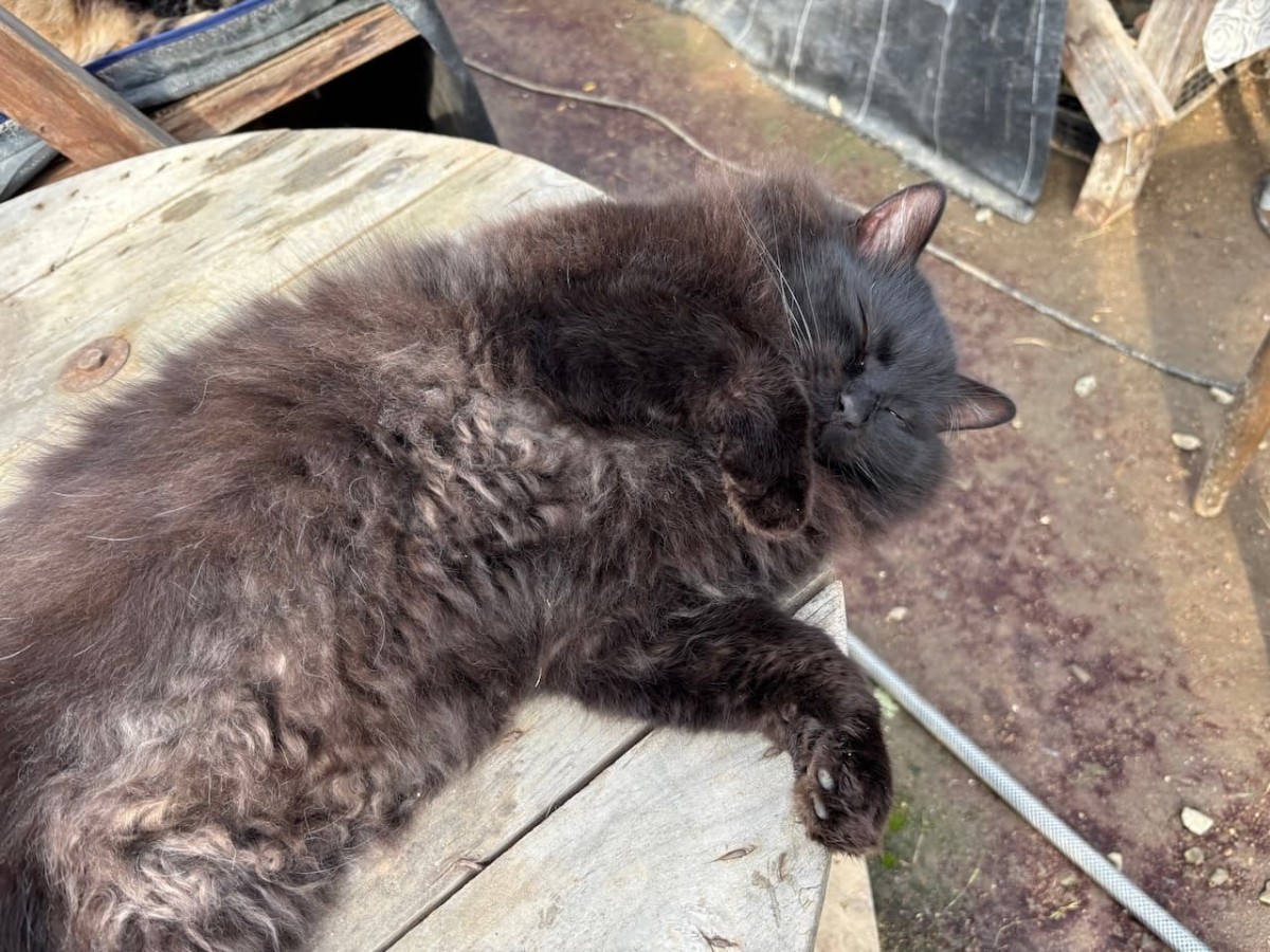 出雲市平田町の『飯塚農園』の猫