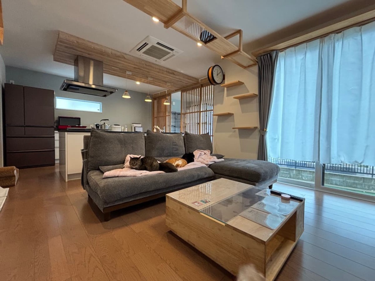 松江市の『しまねねこのおうち』の内観