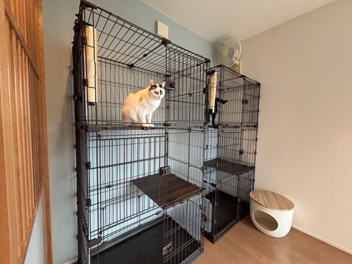 松江市の『しまねねこのおうち』の猫ゲージ