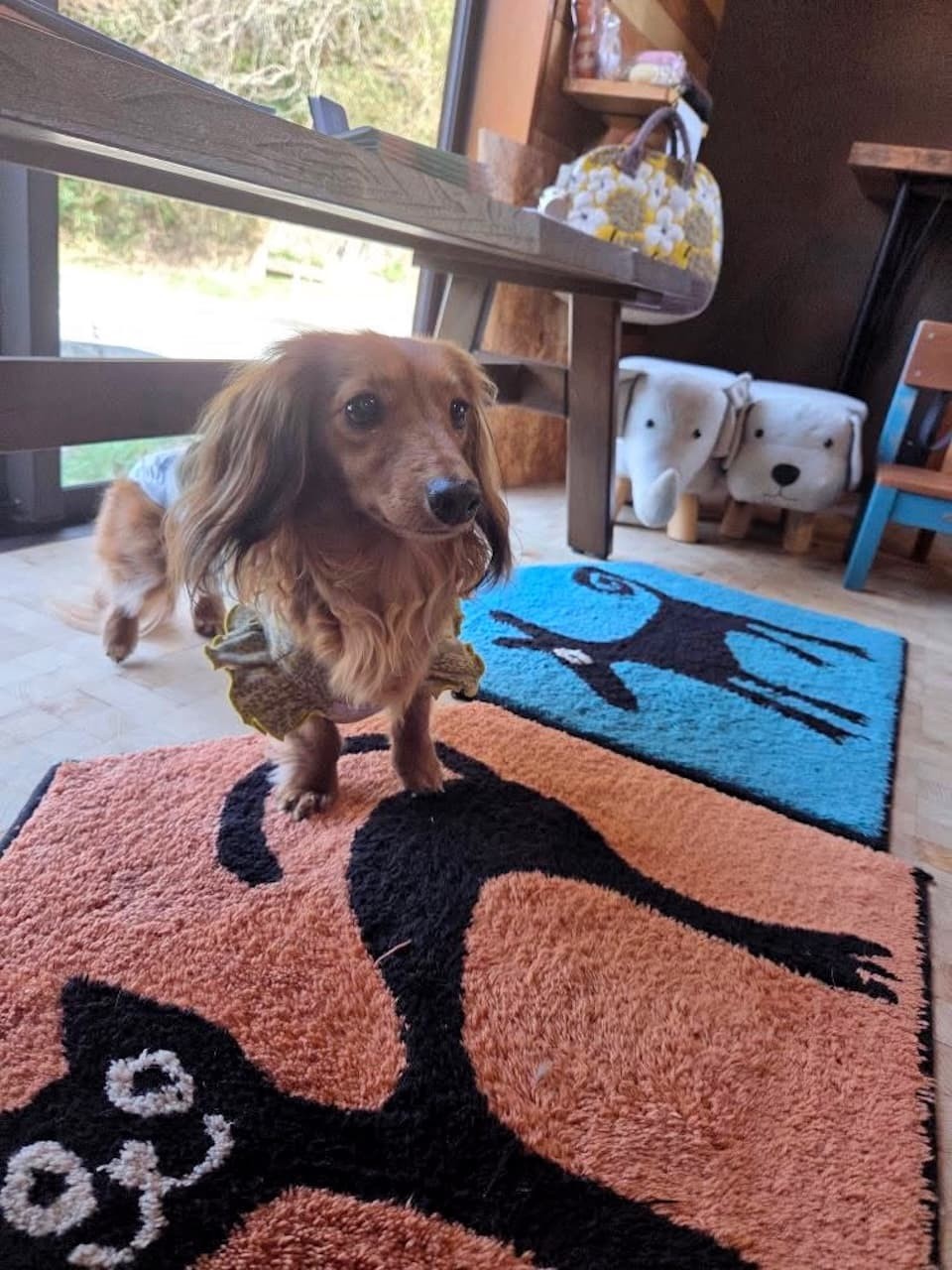 島根県松江市にある犬同伴OKのカフェ『あしあと』に入店した犬。