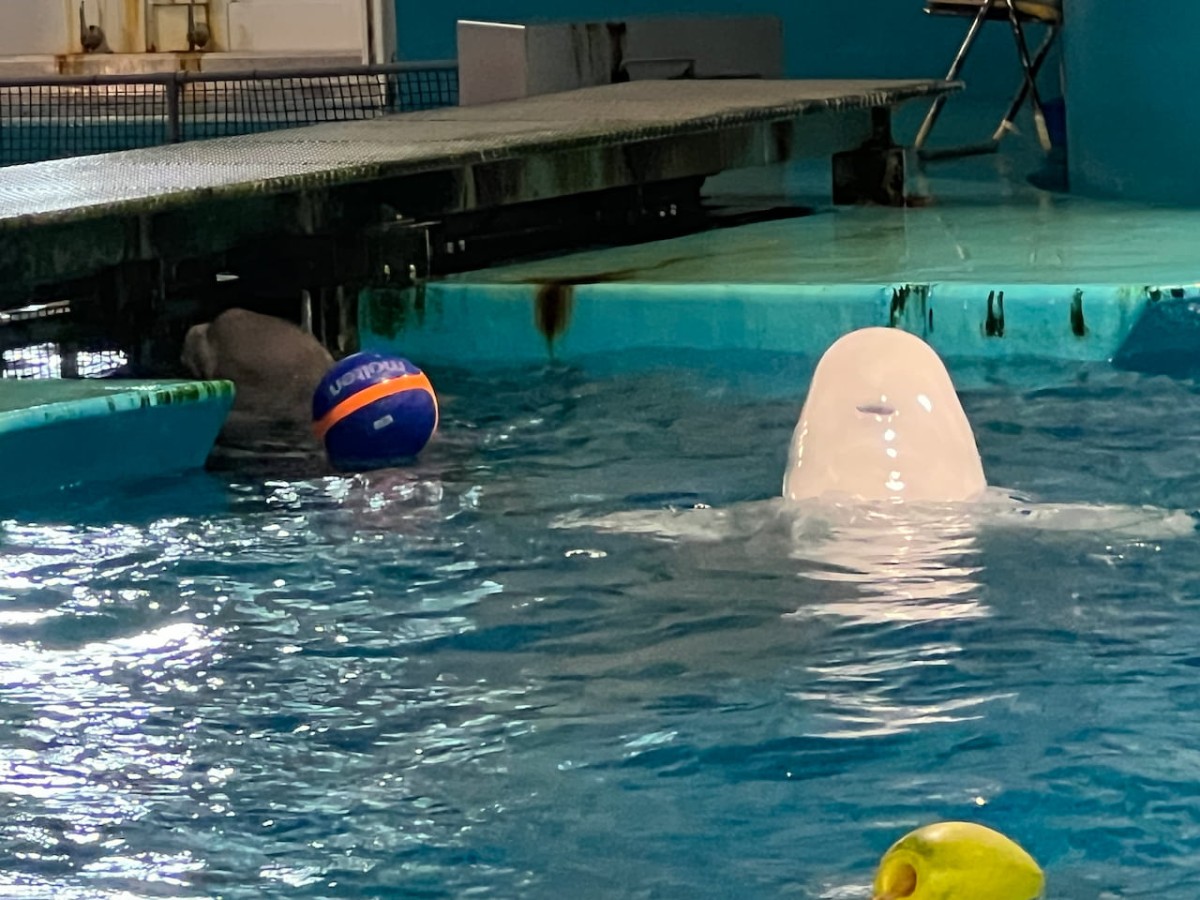 島根県浜田市にある水族館『アクアス』シロイルカ繁殖プール　２階