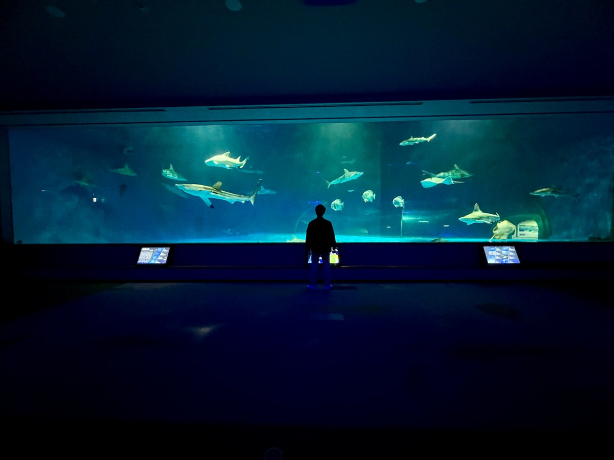 島根県浜田市にある水族館『アクアス』神話の海ゾーン