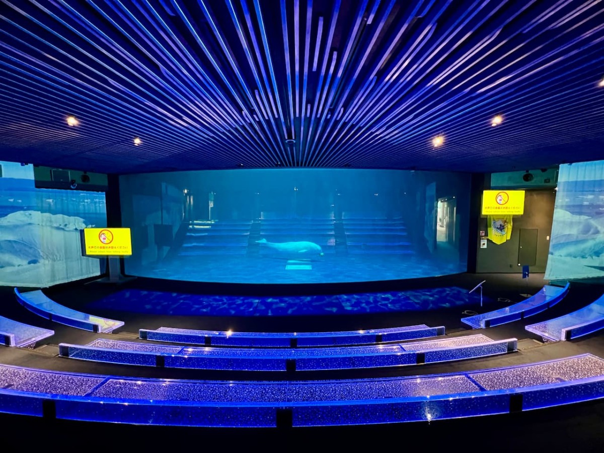 島根県浜田市にある水族館『アクアス』シロイルカパフォーマンスプール