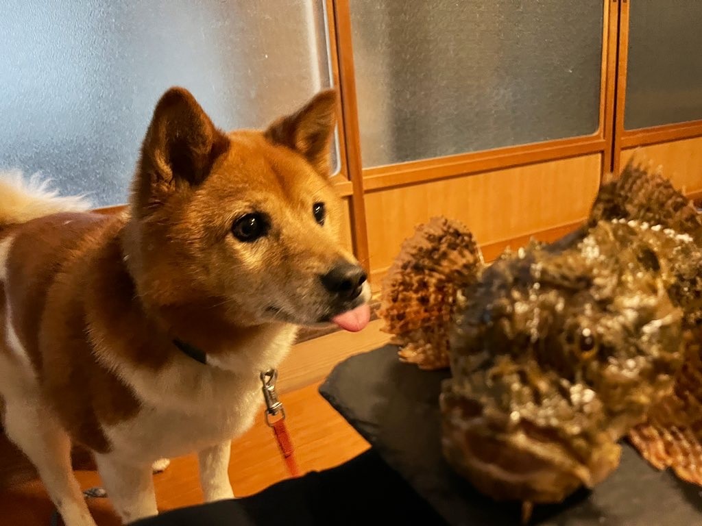 カサゴを見つめる福