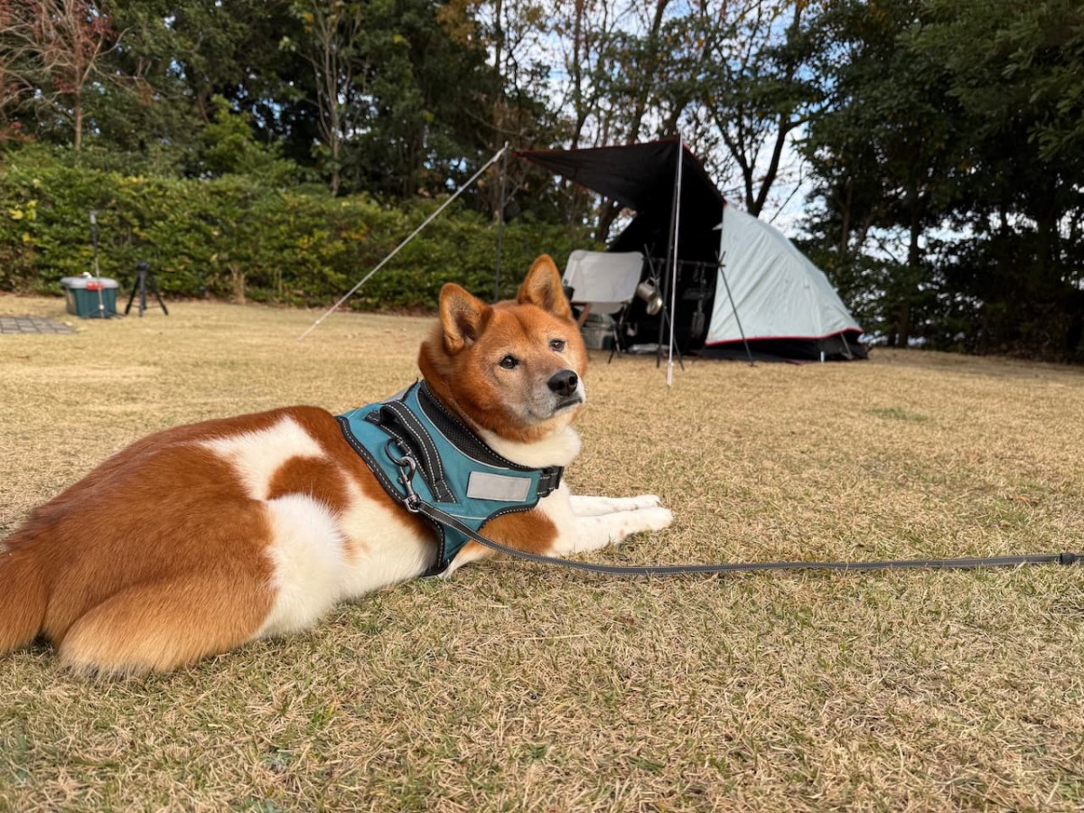 島根県益田市にある「万葉公園オートキャンプ場」でくつろぐ柴犬
