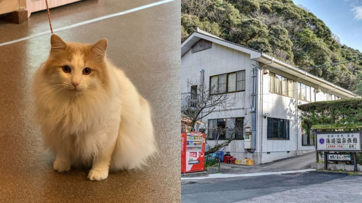 大田市仁摩町にある『湯迫温泉旅館』の看板ネコ
