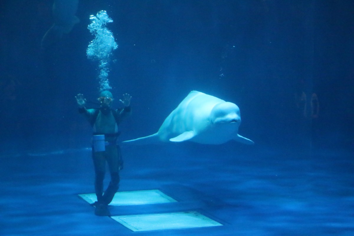 島根県浜田市にある水族館『アクアス』シロイルカパフォーマンス
