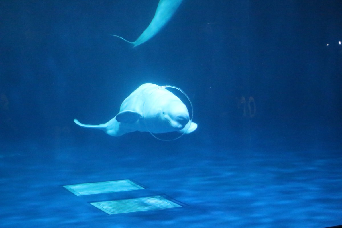 島根県浜田市にある水族館『アクアス』シロイルカパフォーマンス