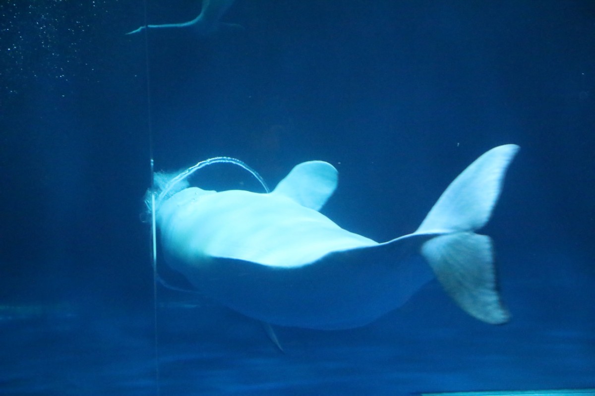 島根県浜田市にある水族館『アクアス』シロイルカパフォーマンス
