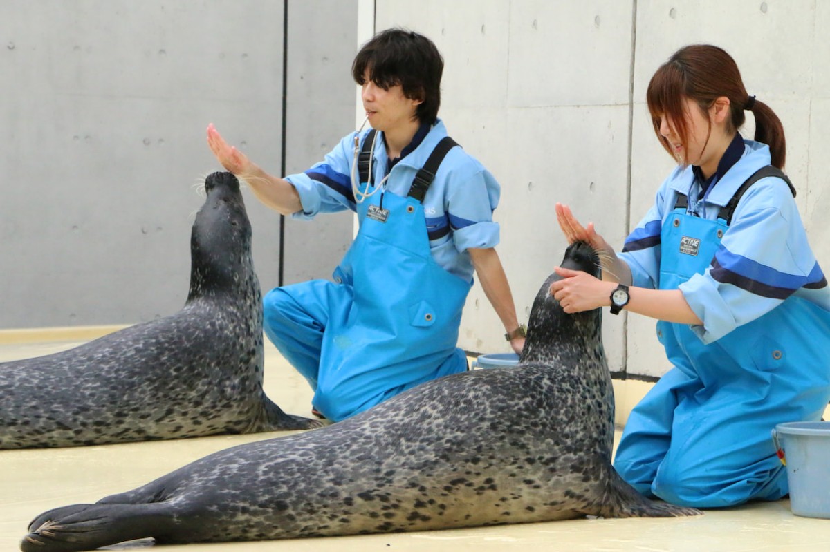 島根県浜田市にある水族館『アクアス』アザラシパフォーマンス